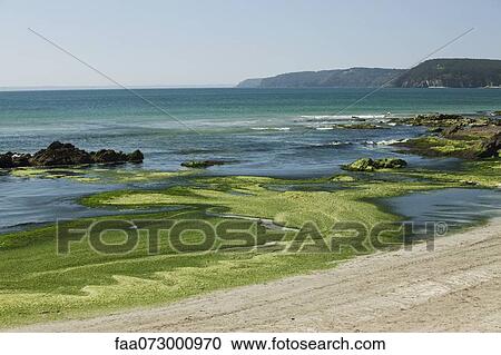 Stock Image - Toxic algae washed up on beach, Plage de Postolonnec, Crozon Peninsula, FinistÅre, Brittany, France. Fotosearch