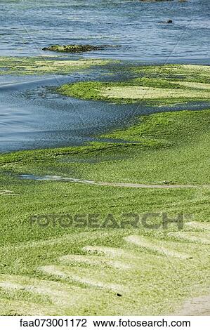 Toxic algae washed up on beach, Plage de Postolonnec, Crozon Peninsula, FinistÅre, Brittany, France View Large Photo Image Stock Image - Toxic algae washed up on beach, Plage de Postolonnec, Crozon Peninsula, FinistÅre, Brittany, France. Fotosearch