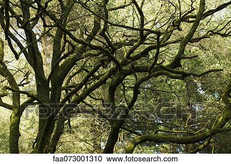 Stock Image - Tree branches covered in moss. Fotosearch
