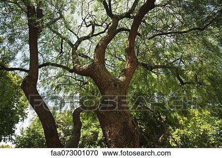 Stock Image - Tree canopy. Fotosearch