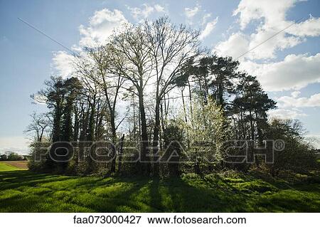 Trees backlit by sun View Large Photo Image Stock Photo - Trees backlit by sun. Fotosearch