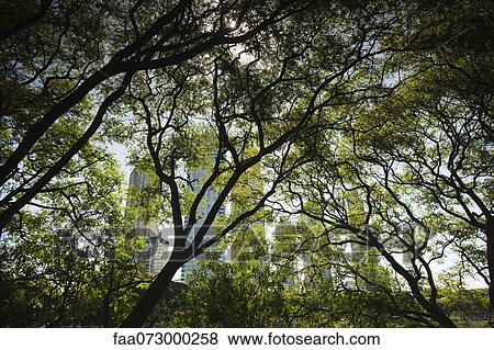 Trees in nature preserve, Buenos Aires, Argentina View Large Photo Image Stock Photo - Trees in nature preserve, Buenos Aires, Argentina. Fotosearch