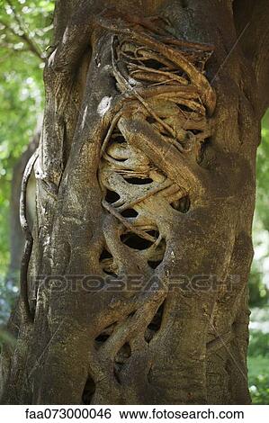 Stock Photograph - Tropical tree trunk. Fotosearch