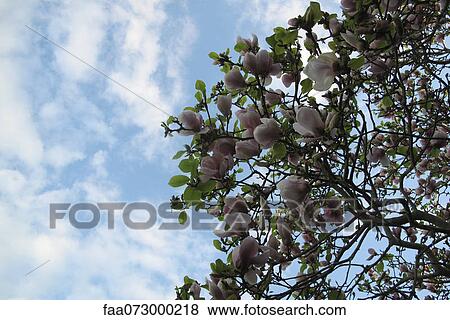 Stock Photo - Tulip tree, low angle view. Fotosearch