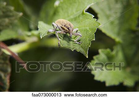 Stock Image - Weevil (Lixus angustatus) on leaf. Fotosearch