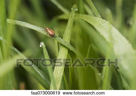 Stock Photo - Weevil on dew-covered grass. Fotosearch