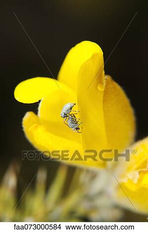 Weevils crawling on flower View Large Photo Image Picture - Weevils crawling on flower. Fotosearch