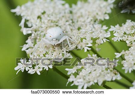 White spider on Queen Anne's Lace View Large Photo Image Stock Image - White spider on Queen Anne's Lace. Fotosearch