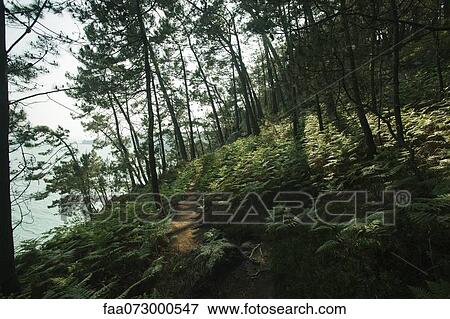 Wooded hillside, Crozon Peninsula, FinistÅre, Brittany, France View Large Photo Image Stock Photo - Wooded hillside, Crozon Peninsula, FinistÅre, Brittany, France. Fotosearch