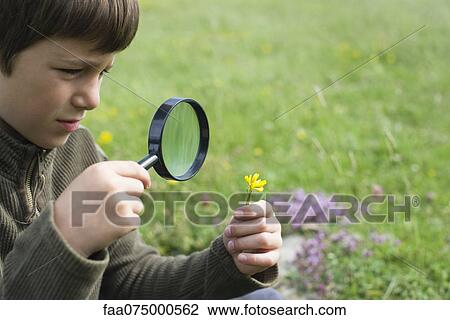 Stock Image - Boy looking at flower through magnifying glass. Fotosearch