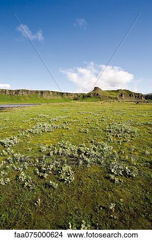 Countryside along Route 1 between Kirkjubaejarklaustur and Kalfafell, Iceland View Large Photo Image Picture - Countryside along Route 1 between Kirkjubaejarklaustur and Kalfafell, Iceland. Fotosearch
