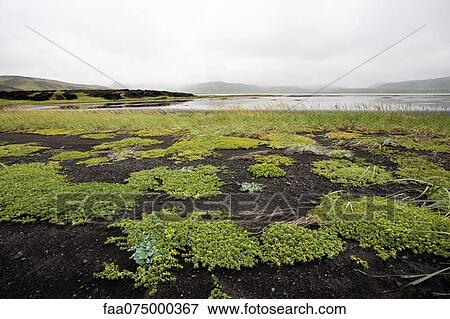 Dyrhùlaey peninsula, Iceland View Large Photo Image Stock Photo - Dyrhùlaey peninsula, Iceland. Fotosearch