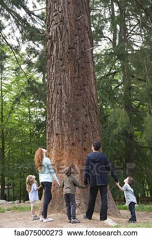 Stock Image - Family standing together at base of tall tree, rear view. Fotosearch