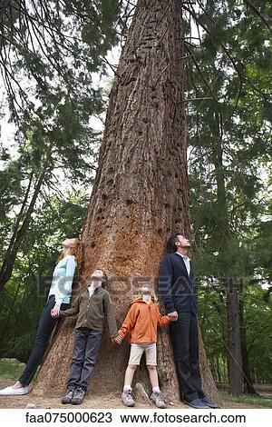 Family standing together at base of tall tree, holding hands View Large Photo Image Stock Image - Family standing together at base of tall tree, holding hands. Fotosearch