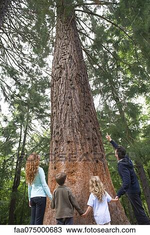 Family standing together at base of tall tree, rear view View Large Photo Image Stock Image - Family standing together at base of tall tree, rear view. Fotosearch
