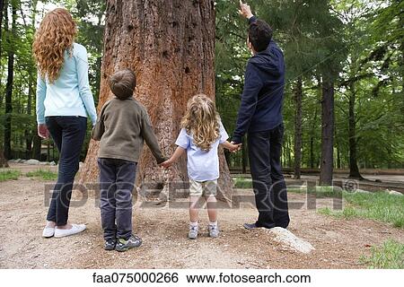 Stock Photograph - Family standing together at base of tree, rear view. Fotosearch
