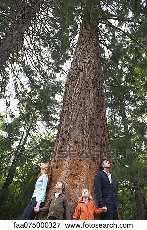 Family stanidng together at base of tall tree, holding hands View Large Photo Image Stock Photo - Family stanidng together at base of tall tree, holding hands. Fotosearch