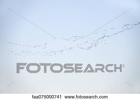 Flock of birds flying in sky View Large Photo Image Stock Image - Flock of birds flying in sky. Fotosearch