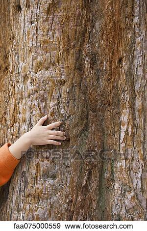 Girl touching tree bark, cropped, full frame View Large Photo Image Stock Photo - Girl touching tree bark, cropped, full frame. Fotosearch