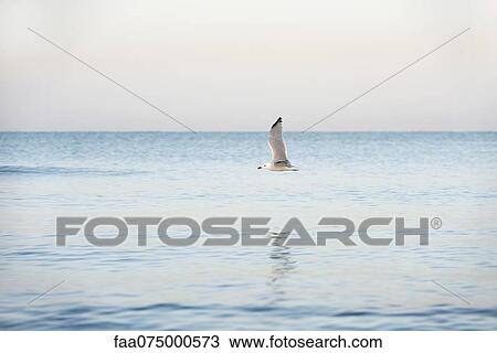 Stock Image - Gull flying over ocean. Fotosearch