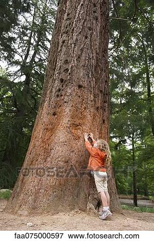 Little girl reaching to touch tall tree View Large Photo Image Stock Photo - Little girl reaching to touch tall tree. Fotosearch
