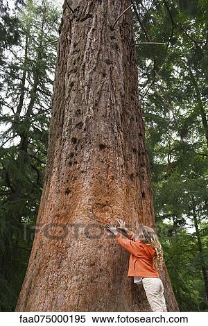 Little girl reaching to touch tall tree View Large Photo Image Stock Photography - Little girl reaching to touch tall tree. Fotosearch
