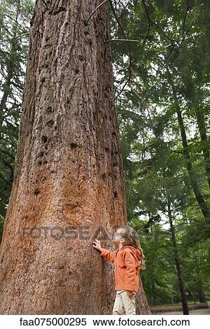 Stock Photography - Little girl standing beside tall tree, looking up in awe. Fotosearch