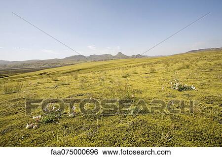 Moss covered lava field, Lakagigar, Iceland View Large Photo Image Stock Photograph - Moss covered lava field, Lakagigar, Iceland. Fotosearch