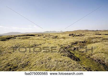 Moss covered lava field, Lakagigar, Iceland View Large Photo Image Stock Photography - Moss covered lava field, Lakagigar, Iceland. Fotosearch