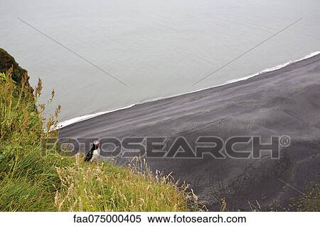 Stock Photography - Puffin resting on hill overlooking black sand beach, Dyrhùlaey peninsula, Iceland. Fotosearch