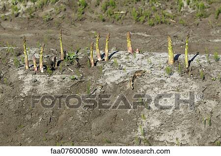 Stock Image - Asparagus growing in field. Fotosearch