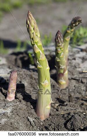 Stock Photograph - Asparagus growing in field. Fotosearch