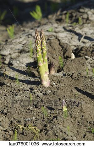 Asparagus growing View Large Photo Image Stock Photograph - Asparagus growing. Fotosearch