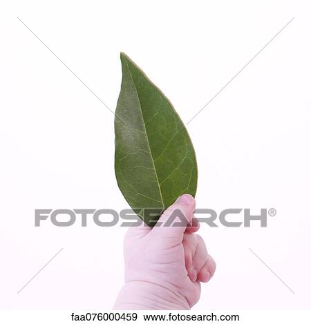 Stock Photo - Baby's hand holding leaf. Fotosearch