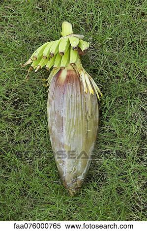 Banana flower on grass View Large Photo Image Stock Photography - Banana flower on grass. Fotosearch