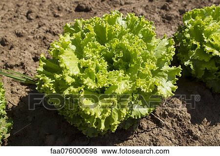 Stock Photo - Batavia lettuce growing in field. Fotosearch