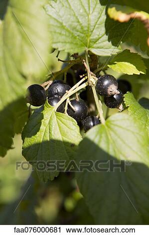 Stock Image - Blackcurrants growing on branch. Fotosearch