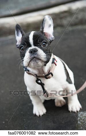 Boston terrier View Large Photo Image Stock Image - Boston terrier. Fotosearch