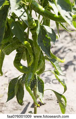 Stock Photo - Chili pepper plant. Fotosearch