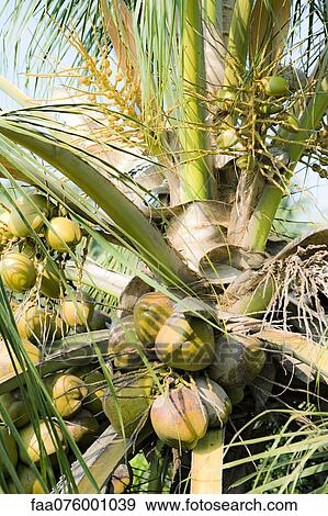 Coconuts growing on tree View Large Photo Image Stock Photo - Coconuts growing on tree. Fotosearch