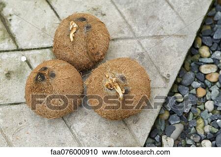 Coconuts View Large Photo Image Stock Image - Coconuts. Fotosearch