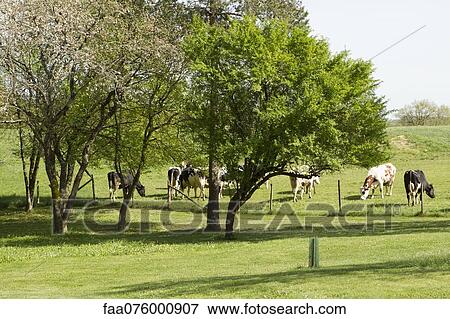 Stock Photo - Cows grazing in pasture. Fotosearch