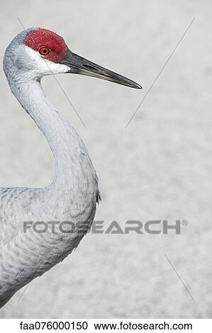 Crane View Large Photo Image Stock Image - Crane. Fotosearch