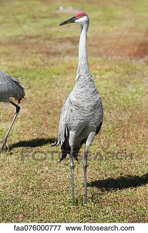 Stock Photo - Crane. Fotosearch