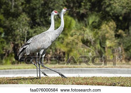 Cranes View Large Photo Image Picture - Cranes. Fotosearch
