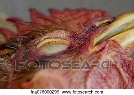 Stock Photo - Dead chicken, close-up of head. Fotosearch