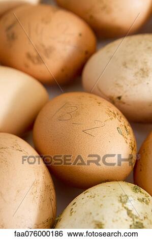 Fresh eggs, full frame View Large Photo Image Stock Photograph - Fresh eggs, full frame. Fotosearch