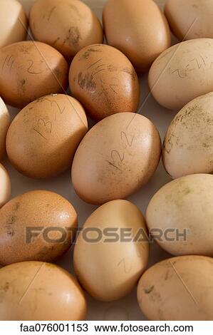 Fresh eggs View Large Photo Image Stock Image - Fresh eggs. Fotosearch