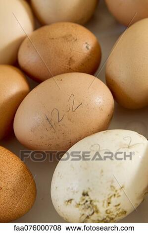 Fresh eggs View Large Photo Image Stock Photo - Fresh eggs. Fotosearch