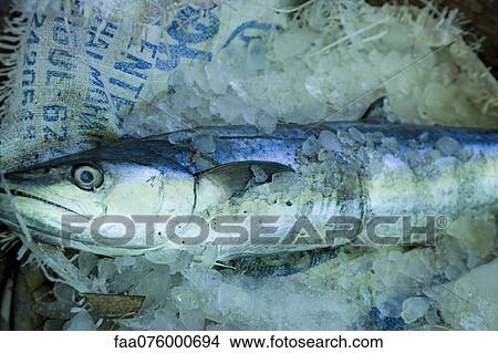 Picture - Fresh raw fish packed in ice. Fotosearch